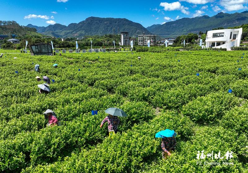 永泰举办茉莉花丰收季活动 永泰举办茉莉花丰收季活动